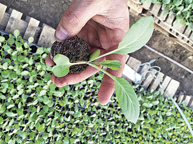 Сетва расада крајем фебруара